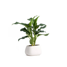 Load image into Gallery viewer, Anthurium Pot