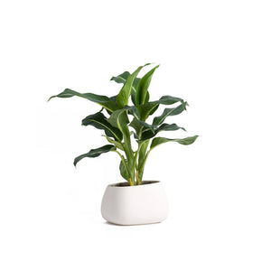 Anthurium Pot