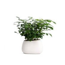 Load image into Gallery viewer, Plant Crystal