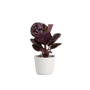 Anthurium Pot