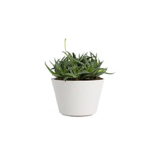 Load image into Gallery viewer, Plant Crystal