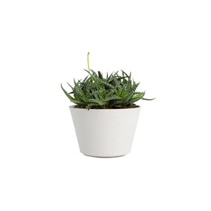 Plant Crystal