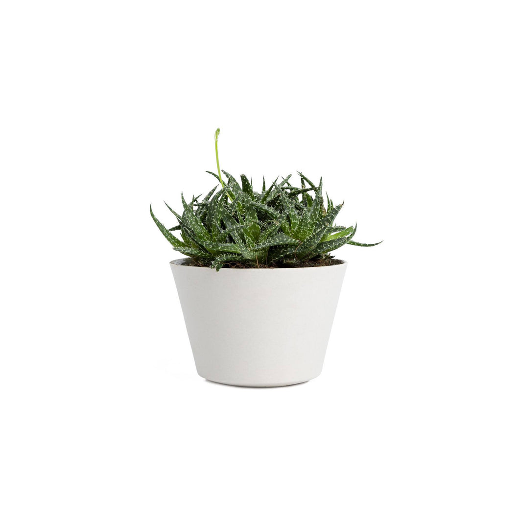 Plant Crystal
